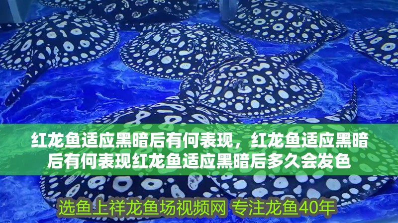紅龍魚適應黑暗后有何表現，紅龍魚適應黑暗后有何表現紅龍魚適應黑暗后多久會發色