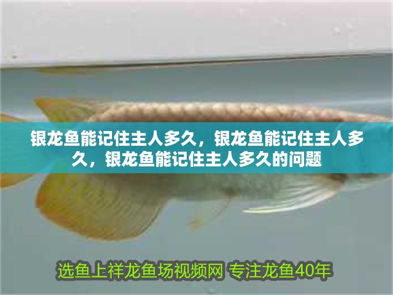 銀龍魚能記住主人多久，銀龍魚能記住主人多久，銀龍魚能記住主人多久的問題
