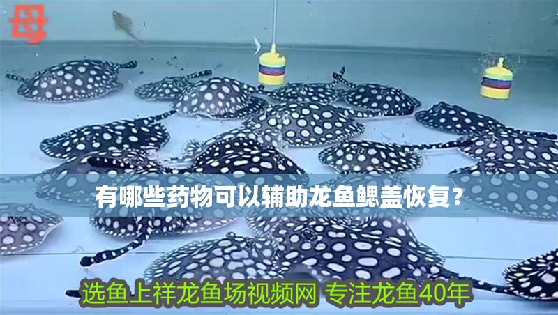 有哪些藥物可以輔助龍魚鰓蓋恢復？