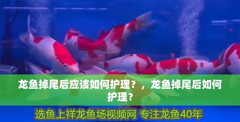 龍魚掉尾后應該如何護理？，龍魚掉尾后如何護理？