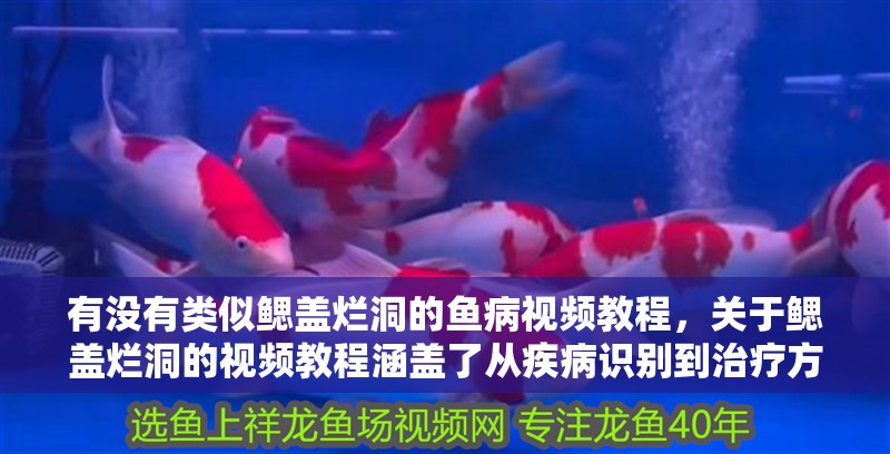 有沒有類似鰓蓋爛洞的魚病視頻教程，關于鰓蓋爛洞的視頻教程涵蓋了從疾病識別到治療方法的各個方面