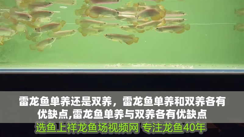 雷龍魚單養還是雙養，雷龍魚單養和雙養各有優缺點,雷龍魚單養與雙養各有優缺點