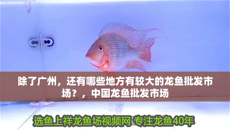 除了廣州，還有哪些地方有較大的龍魚批發市場？，中國龍魚批發市場