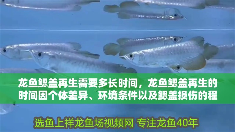 龍魚鰓蓋再生需要多長時間，龍魚鰓蓋再生的時間因個體差異、環境條件以及鰓蓋損傷的程度