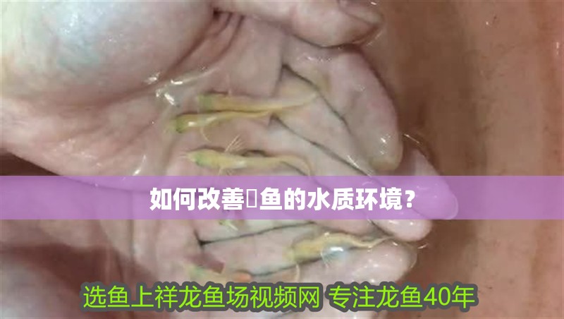 如何改善魟魚的水質環境？