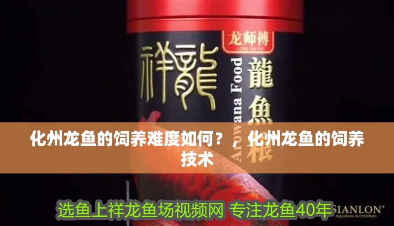 化州龍魚的飼養難度如何？，化州龍魚的飼養技術