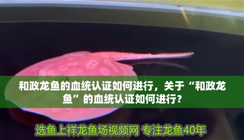 和政龍魚的血統認證如何進行，關于“和政龍魚”的血統認證如何進行？