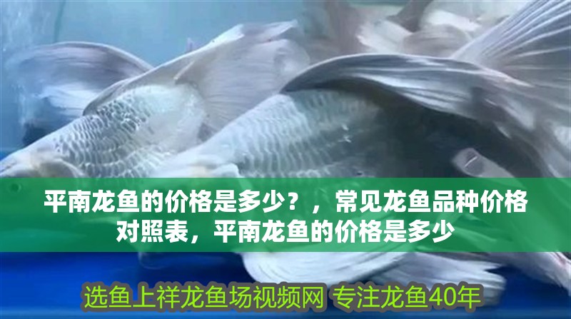 平南龍魚的價格是多少？，常見龍魚品種價格對照表，平南龍魚的價格是多少