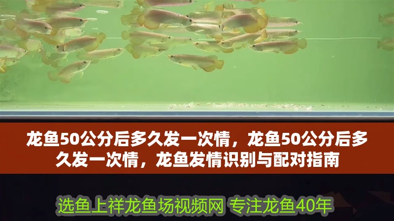 龍魚50公分后多久發(fā)一次情，龍魚50公分后多久發(fā)一次情，龍魚發(fā)情識別與配對指南