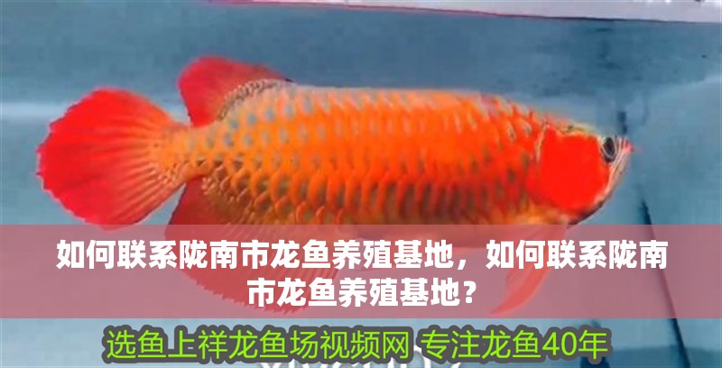 如何聯系隴南市龍魚養殖基地，如何聯系隴南市龍魚養殖基地？