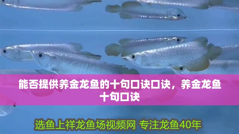 能否提供養金龍魚的十句口訣口訣，養金龍魚十句口訣