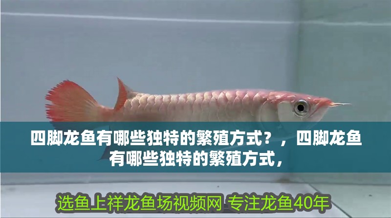 四腳龍魚有哪些獨特的繁殖方式？，四腳龍魚有哪些獨特的繁殖方式，