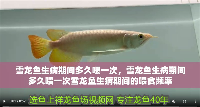 雪龍魚生病期間多久喂一次，雪龍魚生病期間多久喂一次雪龍魚生病期間的喂食頻率