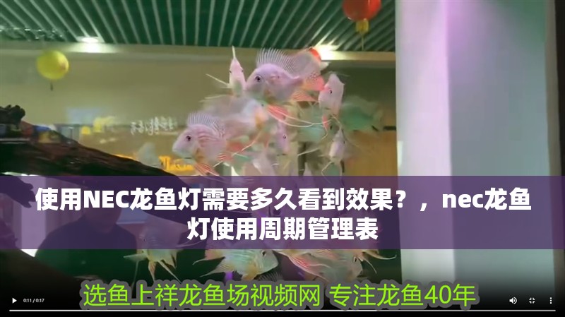 使用NEC龍魚燈需要多久看到效果？，nec龍魚燈使用周期管理表