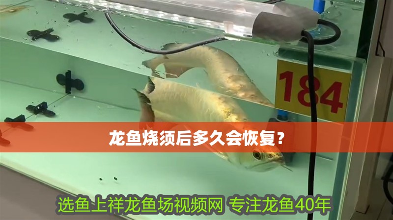 龍魚燒須后多久會(huì)恢復(fù)？
