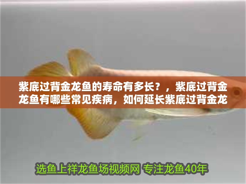 紫底過背金龍魚的壽命有多長？，紫底過背金龍魚有哪些常見疾病，如何延長紫底過背金龍魚的壽命？