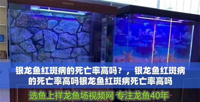 銀龍魚紅斑病的死亡率高嗎？，銀龍魚紅斑病的死亡率高嗎銀龍魚紅斑病死亡率高嗎