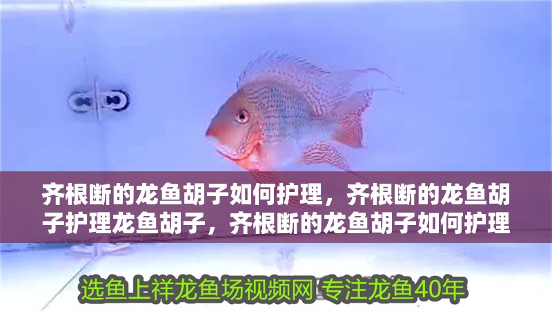 齊根斷的龍魚胡子如何護理，齊根斷的龍魚胡子護理龍魚胡子，齊根斷的龍魚胡子如何護理