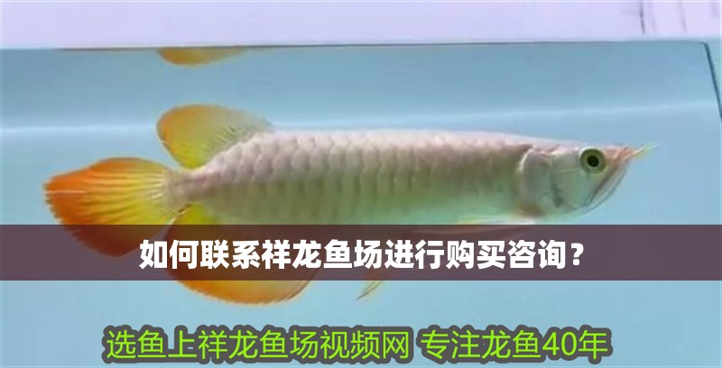 如何聯系祥龍魚場進行購買咨詢？