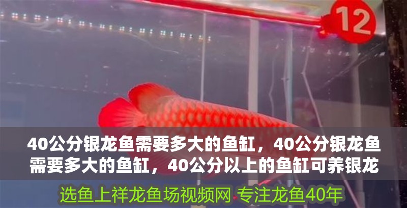 40公分銀龍魚需要多大的魚缸，40公分銀龍魚需要多大的魚缸，40公分以上的魚缸可養銀龍魚