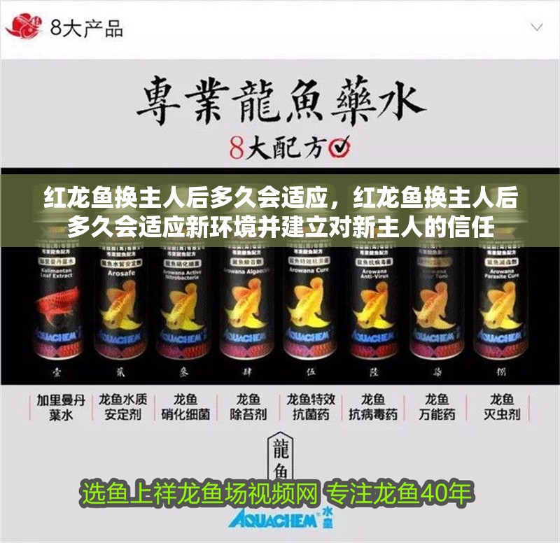紅龍魚換主人后多久會適應，紅龍魚換主人后多久會適應新環境并建立對新主人的信任