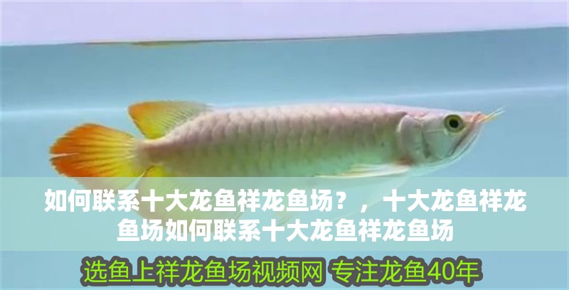 如何聯(lián)系十大龍魚(yú)祥龍魚(yú)場(chǎng)？，十大龍魚(yú)祥龍魚(yú)場(chǎng)如何聯(lián)系十大龍魚(yú)祥龍魚(yú)場(chǎng)