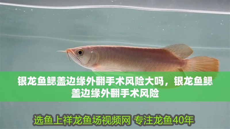 銀龍魚鰓蓋邊緣外翻手術風險大嗎，銀龍魚鰓蓋邊緣外翻手術風險