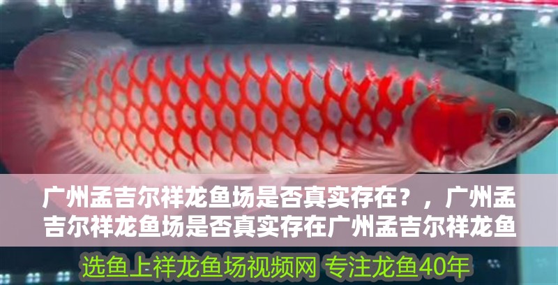 廣州孟吉爾祥龍魚(yú)場(chǎng)是否真實(shí)存在？，廣州孟吉爾祥龍魚(yú)場(chǎng)是否真實(shí)存在廣州孟吉爾祥龍魚(yú)場(chǎng)是否真實(shí)存在