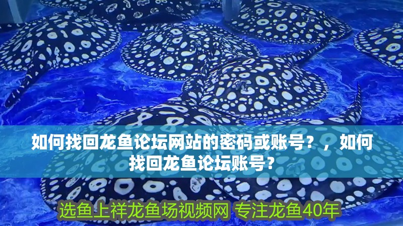 如何找回龍魚論壇網站的密碼或賬號？，如何找回龍魚論壇賬號？