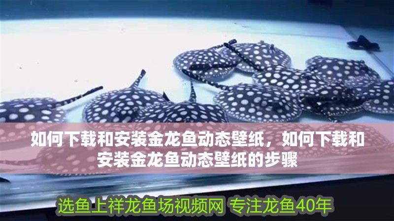如何下載和安裝金龍魚(yú)動(dòng)態(tài)壁紙，如何下載和安裝金龍魚(yú)動(dòng)態(tài)壁紙的步驟