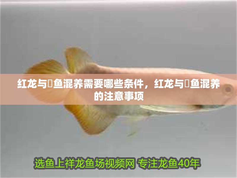 紅龍與魟魚混養需要哪些條件，紅龍與魟魚混養的注意事項