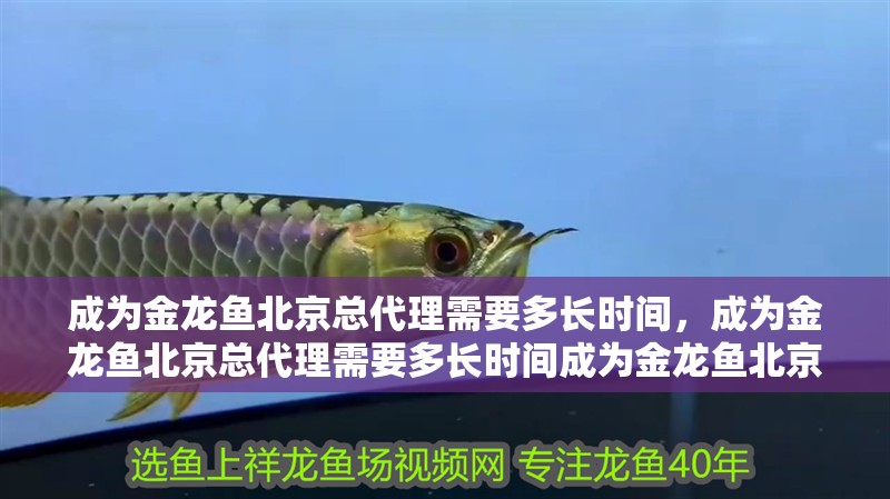 成為金龍魚北京總代理需要多長時間，成為金龍魚北京總代理需要多長時間成為金龍魚北京總代理需要多長時間
