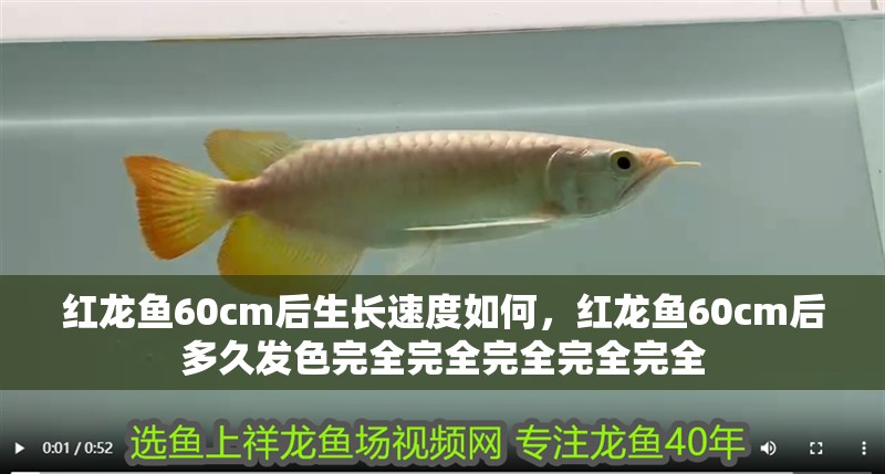 紅龍魚60cm后生長速度如何，紅龍魚60cm后多久發色完全完全完全完全完全