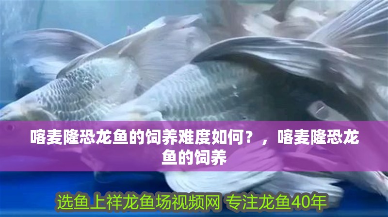 喀麥隆恐龍魚的飼養難度如何？，喀麥隆恐龍魚的飼養
