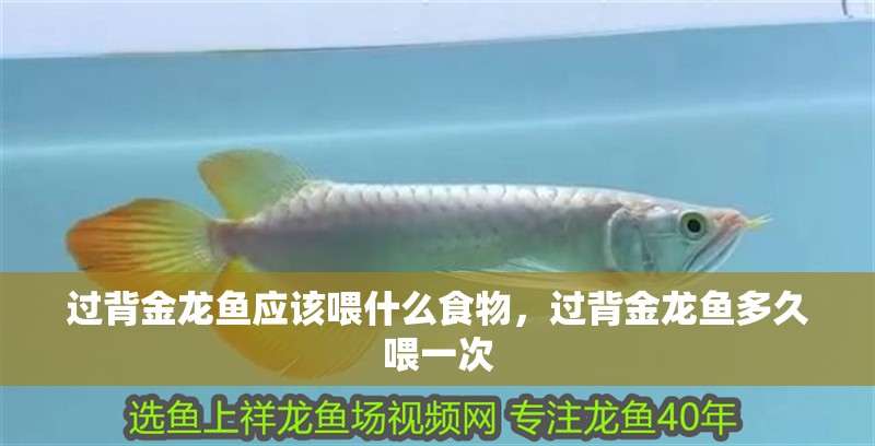 過背金龍魚應該喂什么食物，過背金龍魚多久喂一次