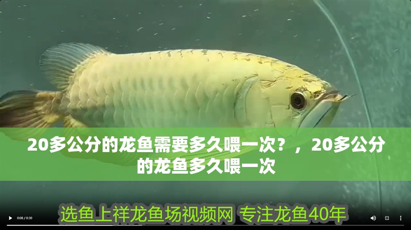 20多公分的龍魚需要多久喂一次？，20多公分的龍魚多久喂一次