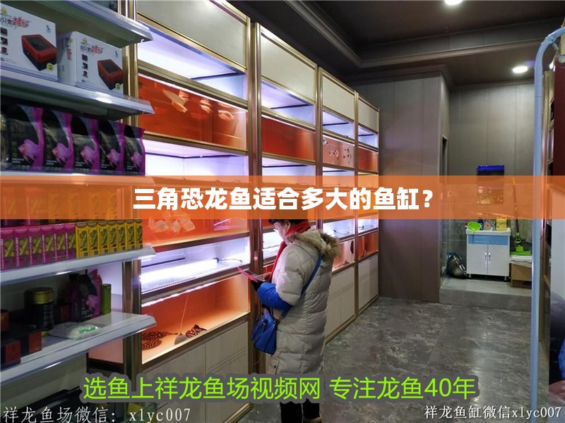 三角恐龍魚適合多大的魚缸？