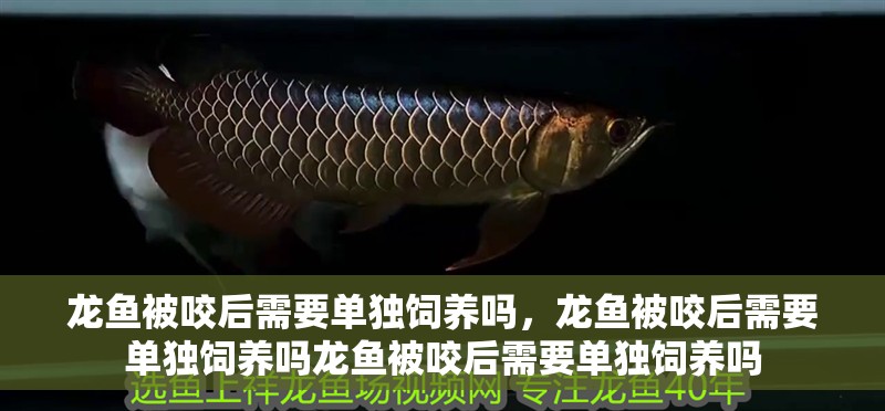 龍魚被咬后需要單獨飼養嗎，龍魚被咬后需要單獨飼養嗎龍魚被咬后需要單獨飼養嗎