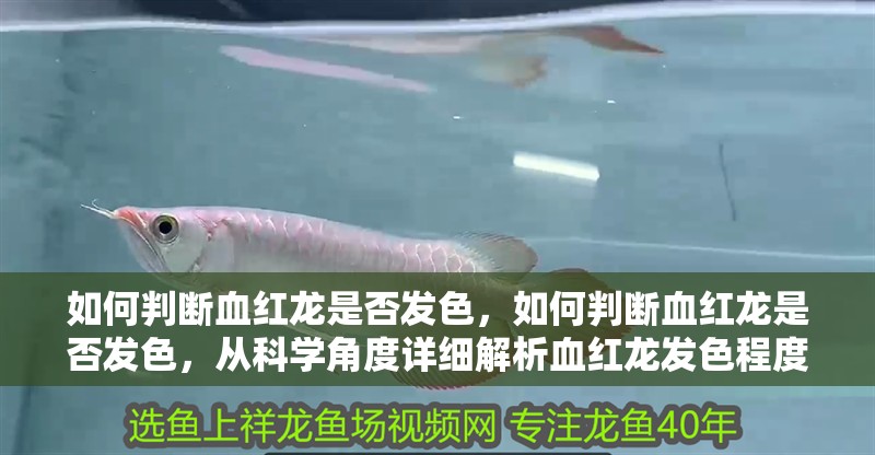 如何判斷血紅龍是否發色，如何判斷血紅龍是否發色，從科學角度詳細解析血紅龍發色程度