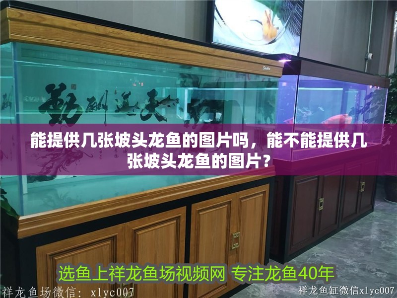 能提供幾張坡頭龍魚的圖片嗎，能不能提供幾張坡頭龍魚的圖片？