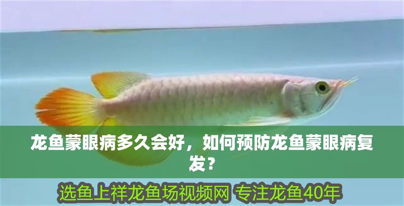 龍魚蒙眼病多久會好，如何預防龍魚蒙眼病復發？