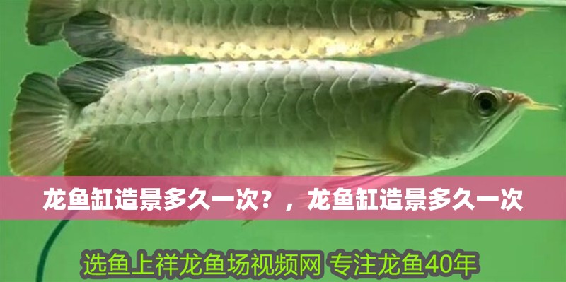 龍魚(yú)缸造景多久一次？，龍魚(yú)缸造景多久一次