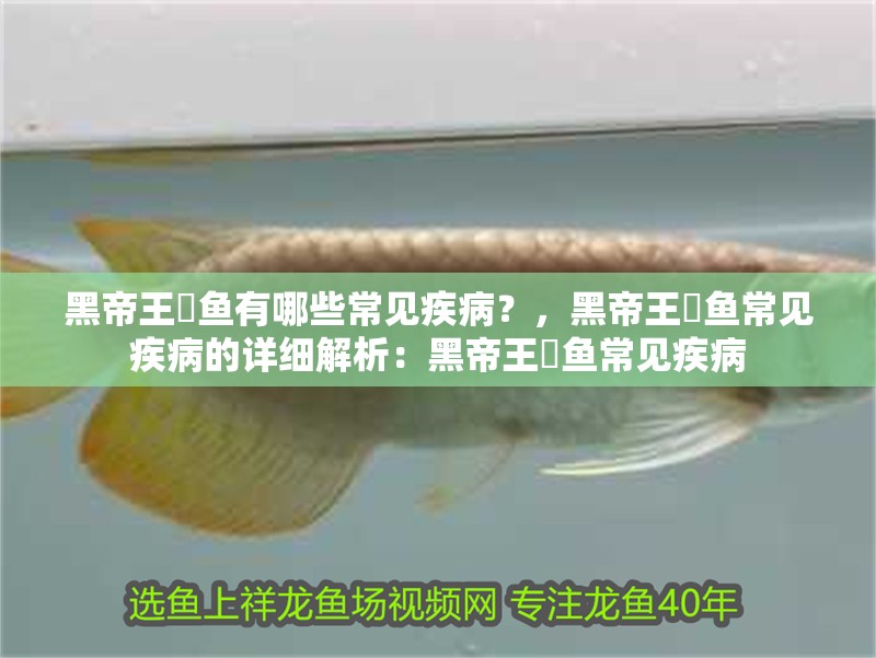 黑帝王魟魚有哪些常見疾病？，黑帝王魟魚常見疾病的詳細解析：黑帝王魟魚常見疾病