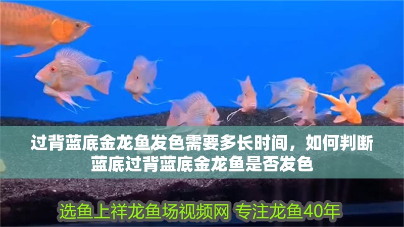 過背藍底金龍魚發色需要多長時間，如何判斷藍底過背藍底金龍魚是否發色