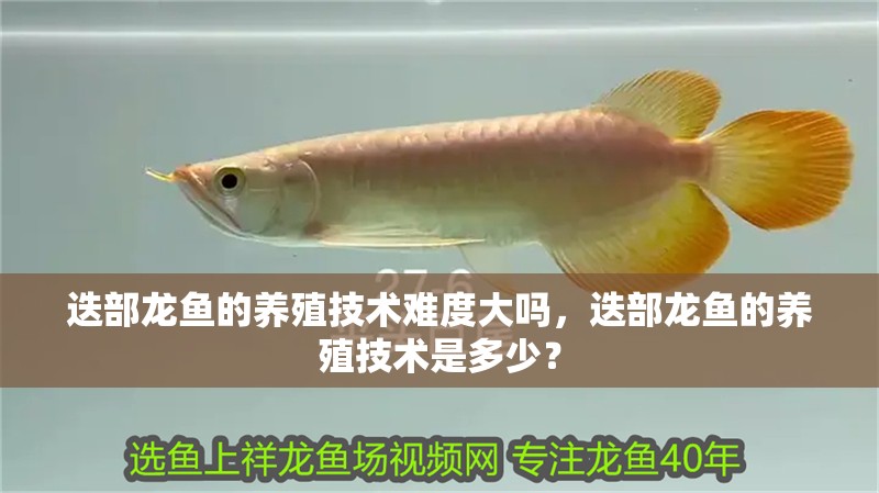 迭部龍魚的養(yǎng)殖技術(shù)難度大嗎，迭部龍魚的養(yǎng)殖技術(shù)是多少？