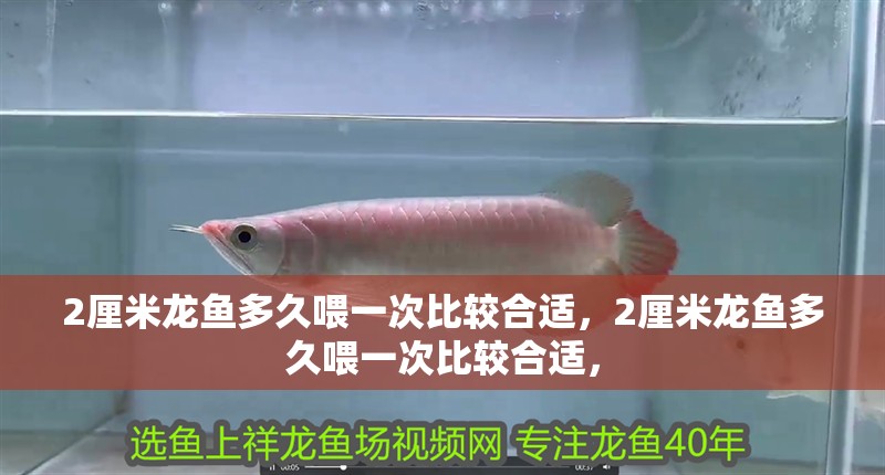 2厘米龍魚多久喂一次比較合適，2厘米龍魚多久喂一次比較合適，