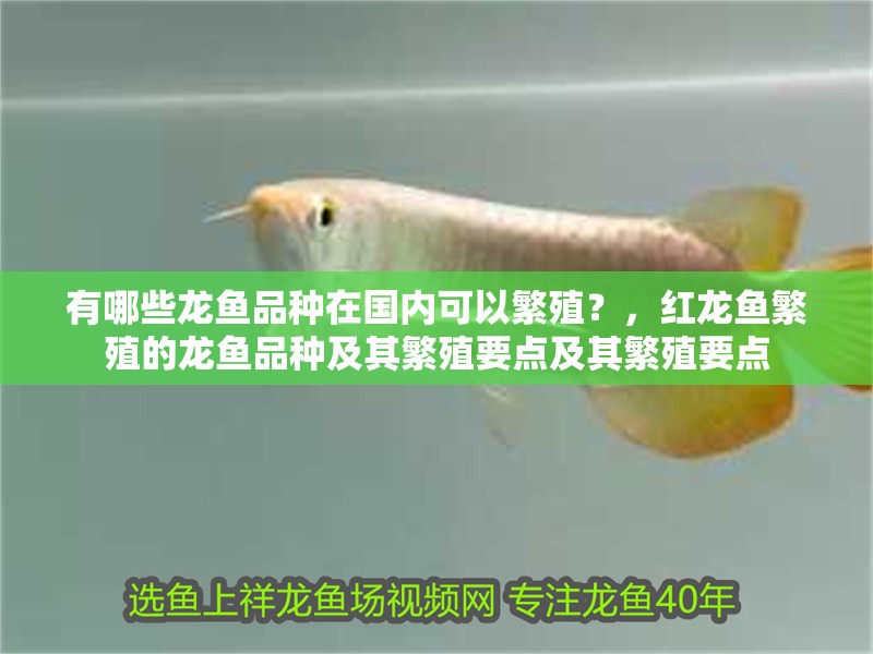 有哪些龍魚品種在國內可以繁殖？，紅龍魚繁殖的龍魚品種及其繁殖要點及其繁殖要點