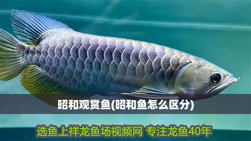 昭和觀賞魚(昭和魚怎么區分) 昭和觀賞魚(昭和魚怎么區分) 龍魚百科 第1張