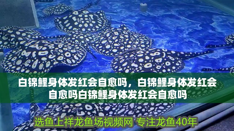 白錦鯉身體發紅會自愈嗎，白錦鯉身體發紅會自愈嗎白錦鯉身體發紅會自愈嗎