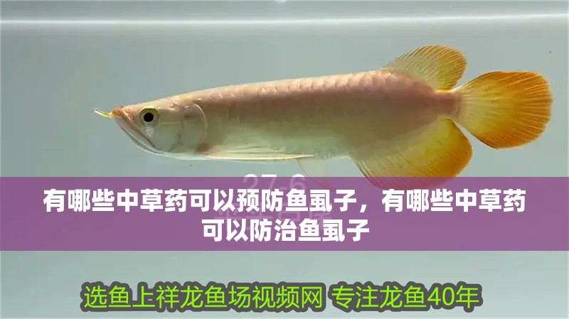 有哪些中草藥可以預防魚虱子，有哪些中草藥可以防治魚虱子